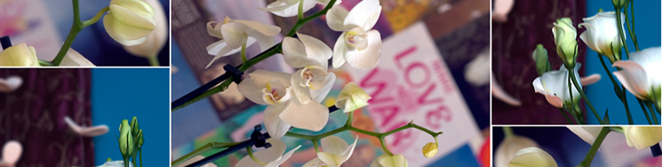blog link AOY