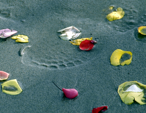 petals-for-blog