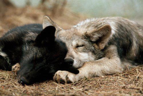 vilande wolves